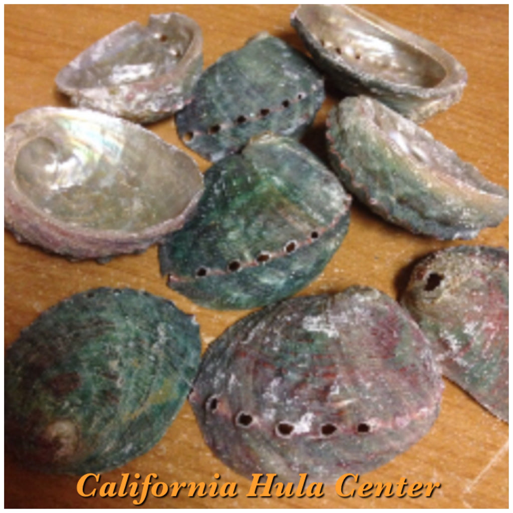 Pearlized White Abalone Shells – California Hula Center