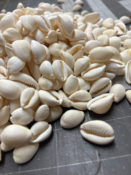 White Cowry Shells