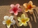 Ombre Single Plumeria Hair Claws (Sunny’s Beach Treasures)