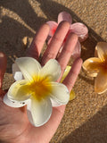 Ombre Single Plumeria Hair Claws (Sunny’s Beach Treasures)