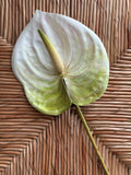 Anthurium Real Touch Flower Stem