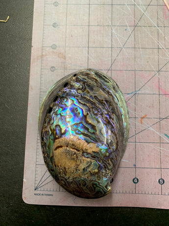 Paua Abalone Shell