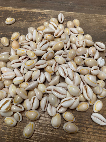 Loose Ring Top (tan) Cowry Shells