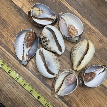 Giant Cut Cowry Shell