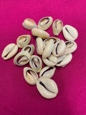 Cut Ringtop (tan) Cowry Shells